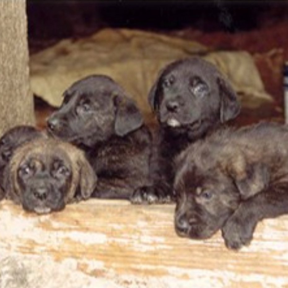 What is the secret to having an efficient livestock dog